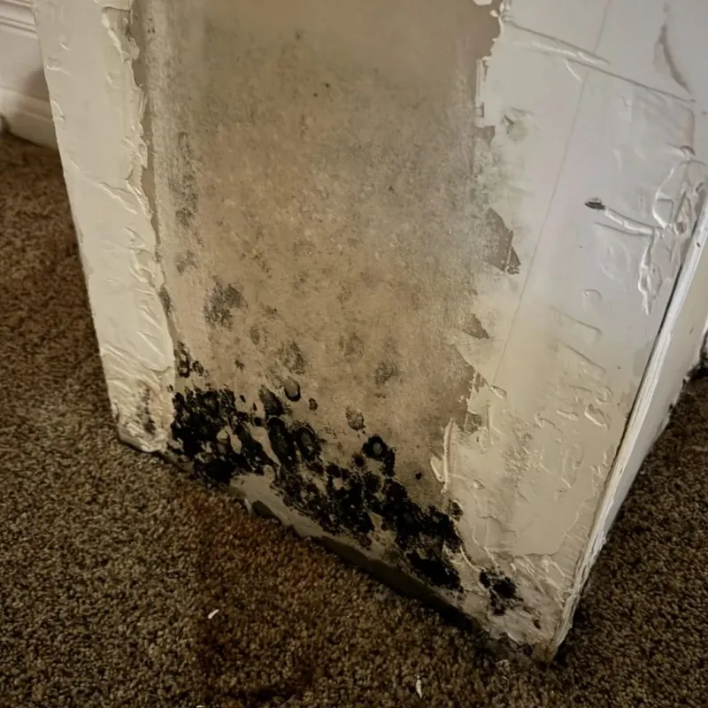 Professional Mold Removal in Gorman, TX